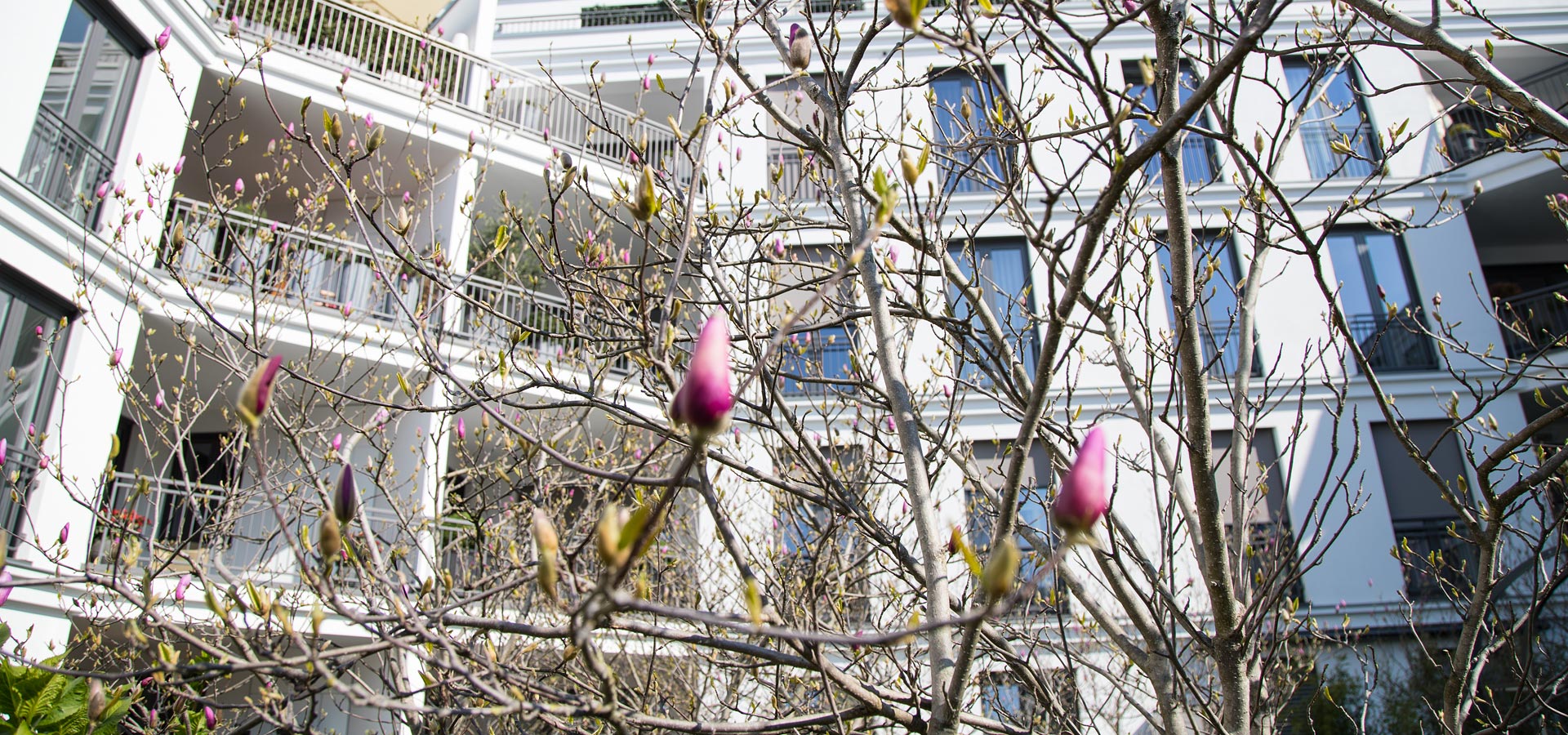 Gartenhof Küsters - Düsseldorf Magnoliengarten