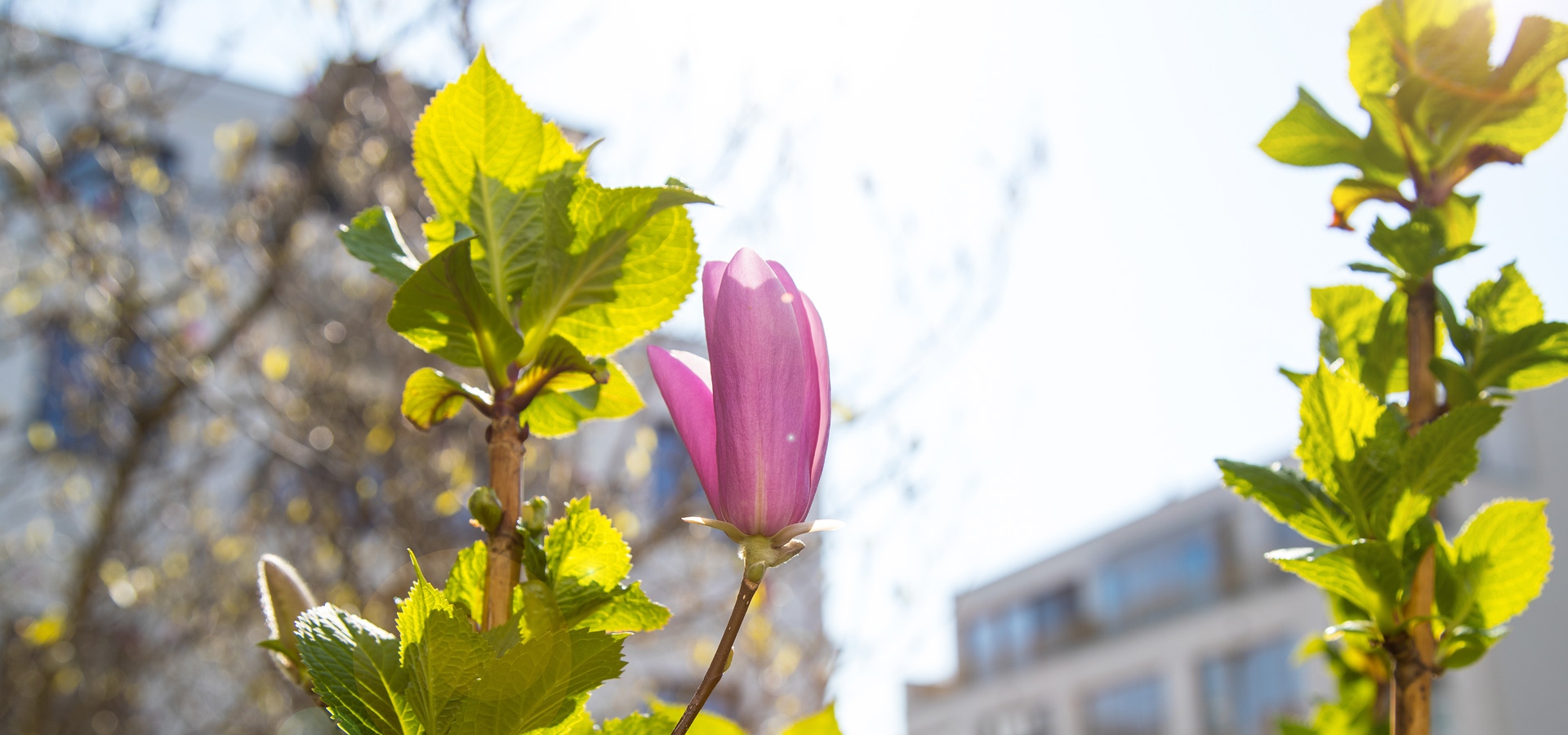 Gartenhof Küsters - Düsseldorf Magnoliengarten